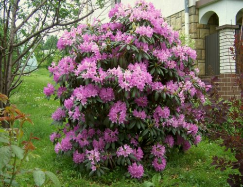 Rododendro: fotos de variedades de arbustos, plantación, cultivo y cuidado.