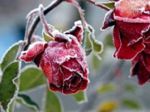 Rosas en invierno: preparación, cuidado. ¿Cómo y qué cubrir las rosas para el invierno?
