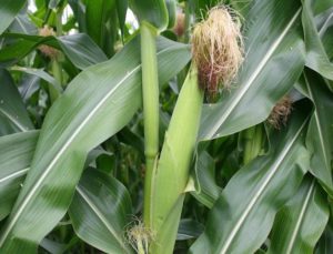 Plantamos maíz en campo abierto: tiempo de siembra, cultivo y cuidado.