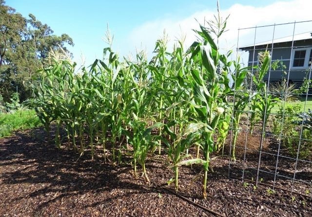 Plantamos maíz en campo abierto: tiempo de siembra, cultivo y cuidado.