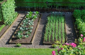 Rotación de cultivos de hortalizas en su casa de verano.  Entonces, ¿qué puedes plantar?