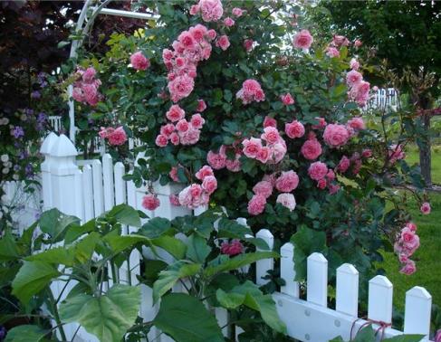 Creamos un jardín de rosas en el país con nuestras propias manos.