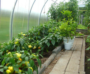 Variedades de hortalizas de invernadero: tomates, pepinos, pimientos, rábanos, berenjenas