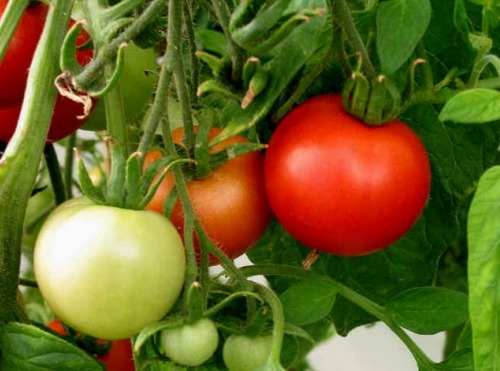Variedades de hortalizas de invernadero: tomates, pepinos, pimientos, rábanos, berenjenas