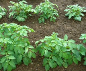Métodos de siembra de papa.  ¿Cuándo y cómo plantar patatas?