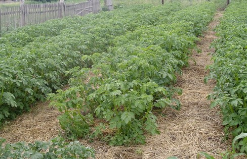 Métodos de siembra de papa.  ¿Cuándo y cómo plantar patatas?