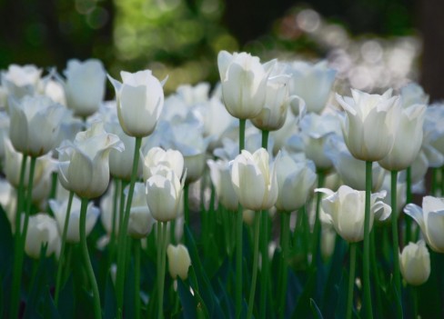 Tulipanes  ¿Cuándo y cómo plantar?  Cultivo, plantación y cuidado