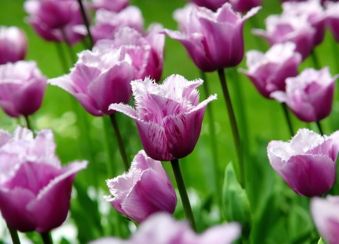 Tulipanes  ¿Cuándo y cómo plantar?  Cultivo, plantación y cuidado