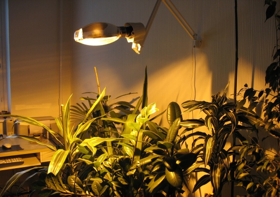 Fito-lámparas (fito-lámparas): lámparas para plantas e iluminación de plántulas