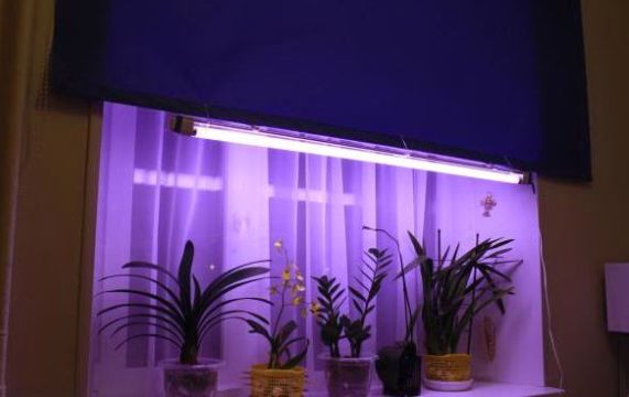 Fito-lámparas (fito-lámparas): lámparas para plantas e iluminación de plántulas