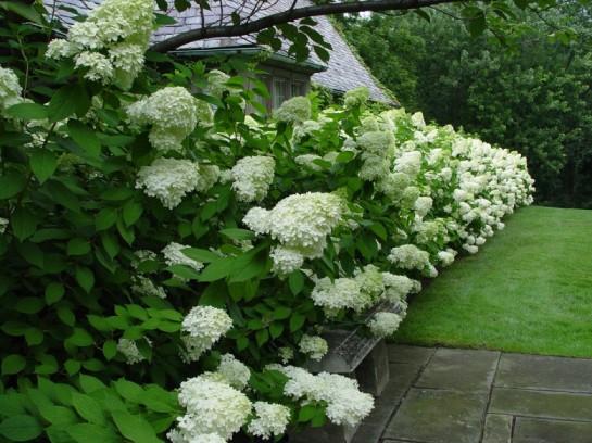 Arbustos en flor para una residencia de verano: nombres y fotos de plantas.