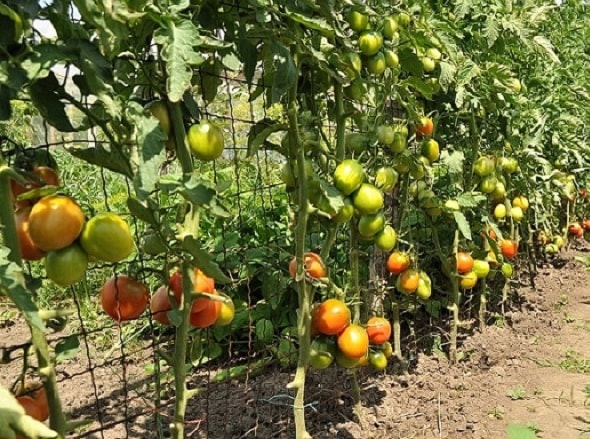 Tapices de bricolaje para pepinos y tomates: métodos para hacer soportes