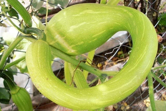 Cultivo de calabacín en campo abierto: variedades, tiempo y características de siembra.