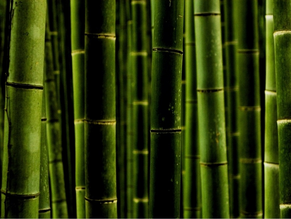Cómo pegar papel tapiz de bambú (36 fotos): tecnología y características de fabricación, preparación para el pegado y operación