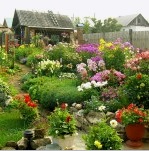 Flores en el jardín (60 fotos): diseño del sitio. Consejos para el cuidado de las rosas. Cómo elegir un sitio de plantación para lirios. Tipos de phlox