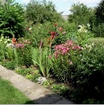 Flores en el jardín (60 fotos): diseño del sitio. Consejos para el cuidado de las rosas. Cómo elegir un sitio de plantación para lirios. Tipos de phlox