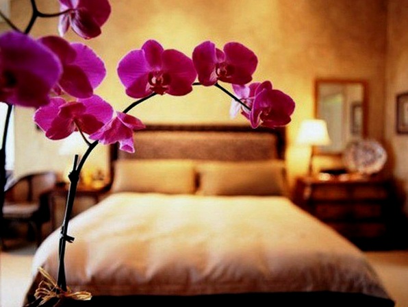 Flores para el dormitorio: los secretos de la elección correcta.
