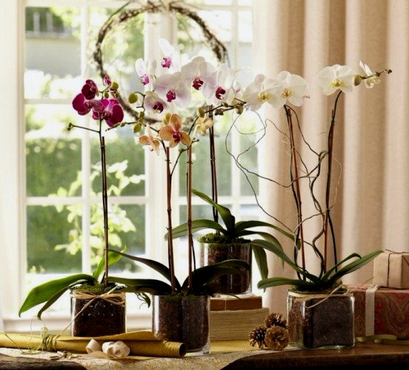 ¿Puedo mantener las orquídeas en el dormitorio: consejos de floristas y diseñadores?