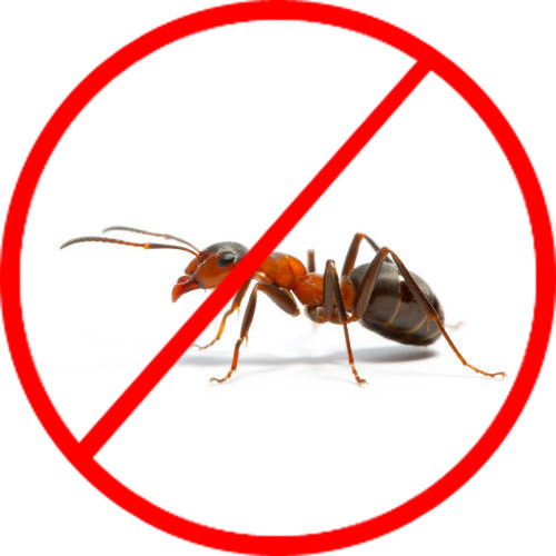 Deshacerse de las hormigas en una casa de marco: los métodos más efectivos