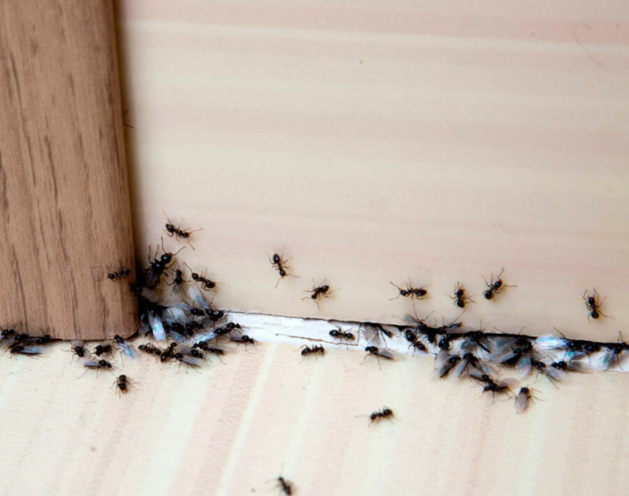 Deshacerse de las hormigas en una casa de marco: los métodos más efectivos