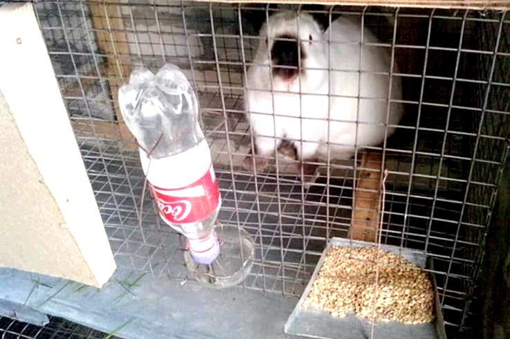 Jaulas para conejos con sus propias manos