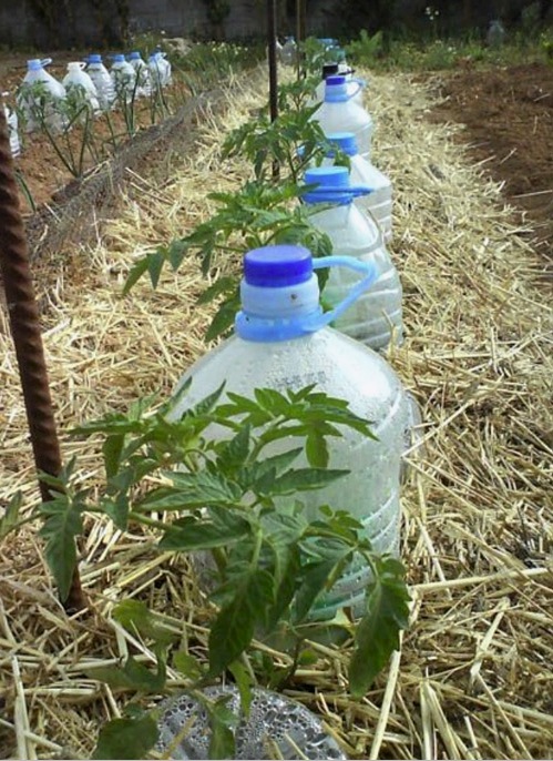 Riego por goteo: desde botellas de plástico hasta un invernadero automatizado: esquemas, dispositivos, soluciones