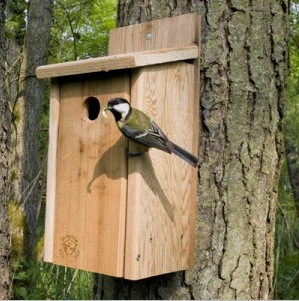 Casita para pájaros de bricolaje de madera para estorninos y pájaros pequeños útiles