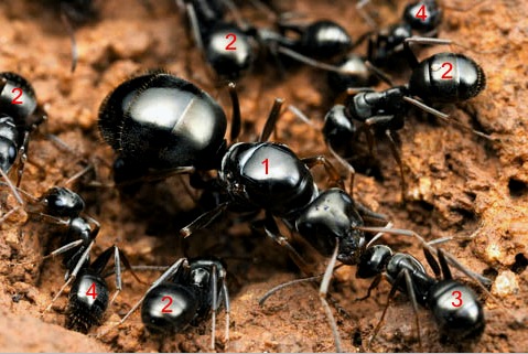 Hormigas en el país: necesidad o no, cómo luchar, medios, métodos para eliminar por completo.