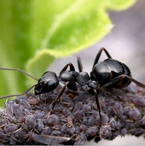Hormigas en el país: necesidad o no, cómo luchar, medios, métodos para eliminar por completo.