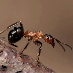 Cómo sacar las hormigas de la casa: medios y métodos.
