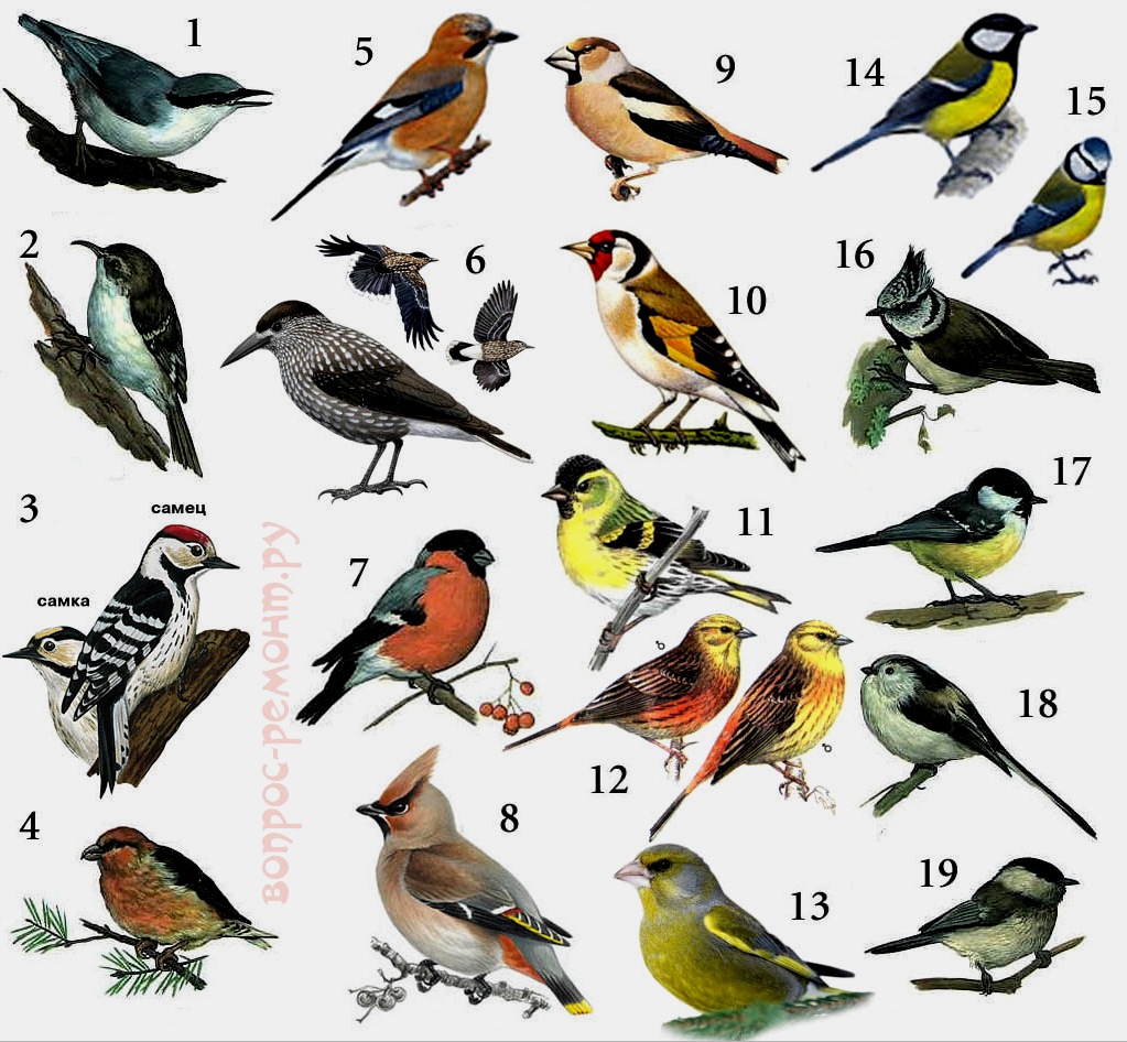 Comedero para aves silvestres: opciones, dibujos, ¿qué llenar y para quién?