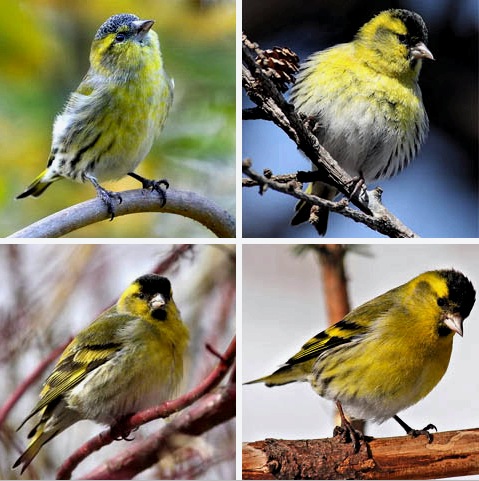 Comedero para aves silvestres: opciones, dibujos, ¿qué llenar y para quién?