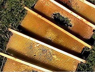 Colmenas de abejas: tipos y dispositivo, por dónde empezar, fabricación, esquemas, materiales